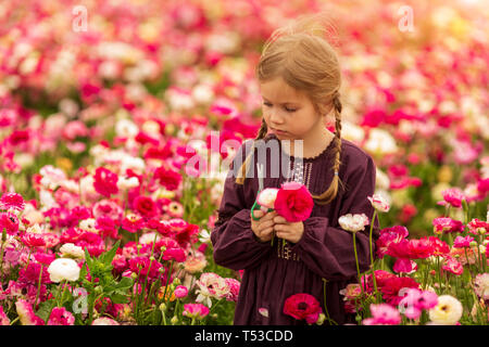 Ragazza israeliana picking la fioritura fiori del giardino renoncules nel magnifico giardino Foto Stock