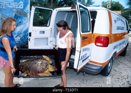 Florida Keys Marathon il Turtle Hospital minacciato vita marina, specie salvataggio riabilitazione rilascio tartarughe marine, Foto Stock