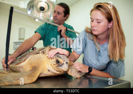 Florida Keys Marathon il Turtle Hospital minacciato vita marina, specie di salvataggio rilascio tartarughe marine personale sala operativa veterinario, moreu Foto Stock