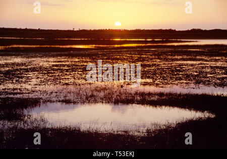 Florida Everglades Collier County Big Cypress National Preserve Tamiami Trail, autostrada US Route 41, US 41 acqua dolce Marl prateria tramonto, panoramica, natura, n Foto Stock