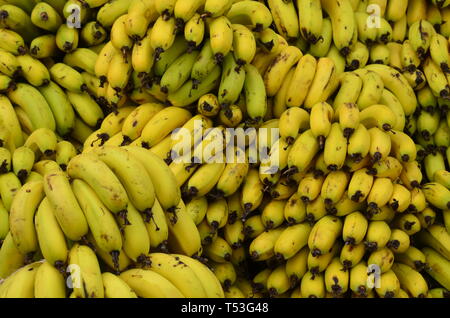 Banane Foto Stock