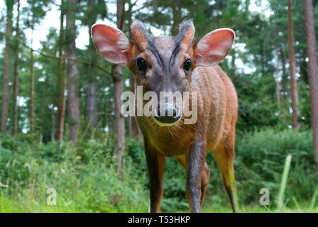 Reeve's Muntjac Deer raffigurato nella foresta di Elveden, Suffolk. Foto Stock