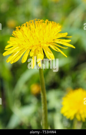 Fioritura tarassaco closeup su uno sfondo di erba verde Foto Stock
