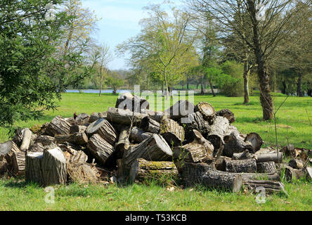 Un mucchio di tronchi in campagna a Hever Foto Stock