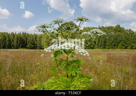 Heracleum Sosnowskyi, mucca pastinaca fiorisce su un prato in estate Foto Stock