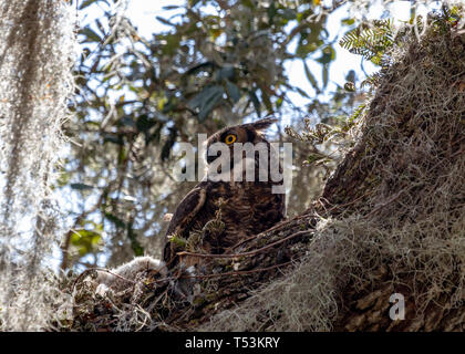 Femmina grande gufo cornuto a guardare oltre le sue due owlets nel nido Foto Stock