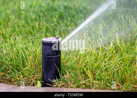 Prato testina sprinkler disperdere acqua sull'erba. Sprinkler erba di irrorazione di acqua sul prato vicino. Foto Stock