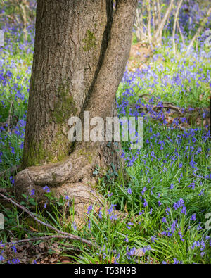 Bluebells sul suolo della foresta Foto Stock