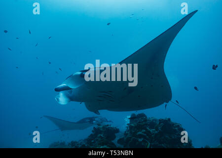 Primo piano di due gigantesche mante oceaniche, la Mobula alfredi, che nuotano vicino alla stazione di pulizia su una barriera corallina Foto Stock