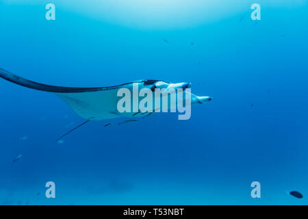 Primo piano del gigante oceanic manta ray tutte le alette completamente teso a nuotare con i pesci remora tagging lungo al di sotto Foto Stock