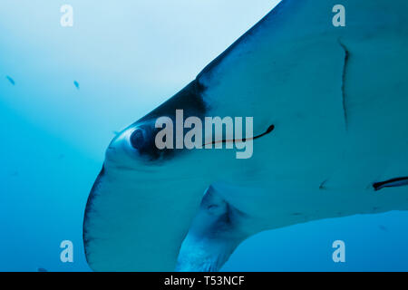 Primo piano del pesce della remora , remora remoras, pulizia del Manta Ray, o pesce diabolico, Manta birostris, Foto Stock