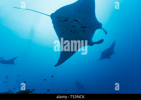 Primo piano della giant manta ray, manta birostris, con un pesce remora aggrappati alla pancia Foto Stock