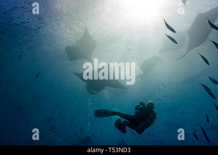 Silhouette di un subacqueo che fotografa le mante giganti, la mobula alfredi, che gira intorno e si nutre vicino alla superficie Foto Stock