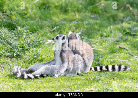 Anello di due croci lemuri sedersi sul prato mentre uno stallieri altri, mantenendo un look out per un possibile pericolo Foto Stock