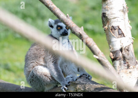 Un anello tailed Lemur rilassa su un ramo di albero in sun Foto Stock