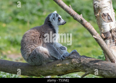 Un anello tailed Lemur rilassa su un ramo di albero in sun Foto Stock