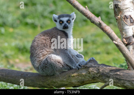 Un anello tailed Lemur rilassa su un ramo di albero in sun Foto Stock