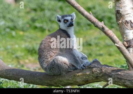 Un anello tailed Lemur rilassa su un ramo di albero in sun Foto Stock