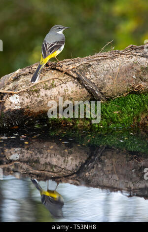 Gray wagtail [ Motacilla cinerea ], femmina Foto Stock