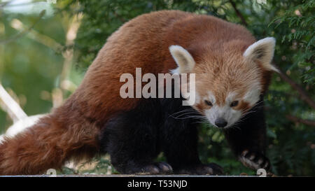 Un panda rosso si sposta in un nuovo punto panoramico per garantire la sicura è a riposo dopo aver mangiato. Foto Stock