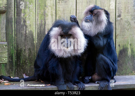 Lion-coda di macachi pratica di igiene personale e della cura del corpo technics. Foto Stock