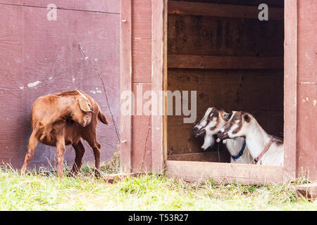 Un Anglo-Nubian graffi di capra stessa mentre a Toggenburg capre (Capra aegagrus hircus) stanno a guardare in modo comico Foto Stock