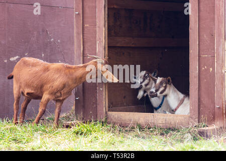 UnAnglo-Nubian picchi di capra oltre a due capre Toggenburg (Capra aegagrus hircus) che sembrano essere sorpreso Foto Stock