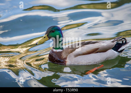 Stockente (mallard / Anas platyrhynchos) - Lunzer vedere, Lunz? am See, Austria Foto Stock