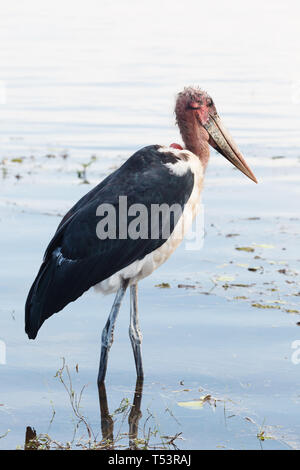 Primo piano del rosso di testa e corpo della Grus carunculata, wattled crane, Foto Stock