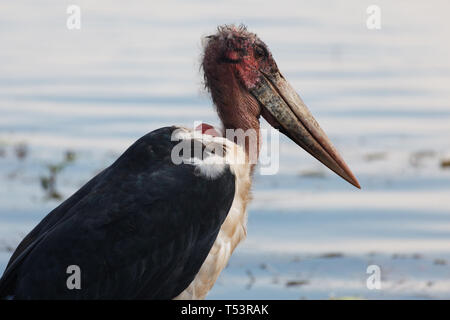 Primo piano della testa rossa del Grus carunculata, wattled crane, Foto Stock