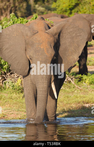 Ritratto di una madre di elefante, Loxodonta africana, faccia permanente su in fiume Foto Stock