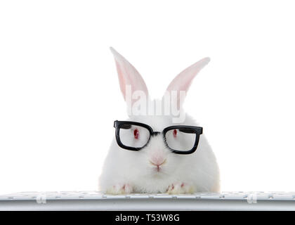 Ritratto di un adorabile albino bianchi baby bunny rabbit indossando intelligent geeky cercando gli occhiali neri, zampe sulla tastiera del computer di guardare direttamente Foto Stock