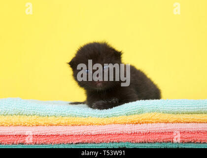 Adorabili due settimane vecchio cucciolo, occhi aperti, posa sulla pila di coperte colorate con sfondo giallo. Guardando direttamente al visualizzatore. Foto Stock