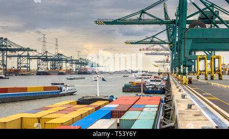 Le navi da carico nel vivace porto di Anversa presso il terminal container con gru automatizzata e un sacco di navi. Belgio Foto Stock