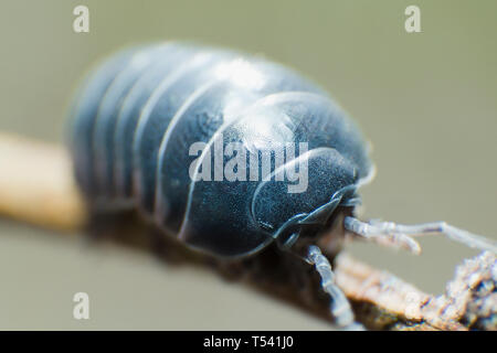 Bug pillola Armadillidium vulgare strisciare sul ramo sfondo grigio vista laterale Foto Stock