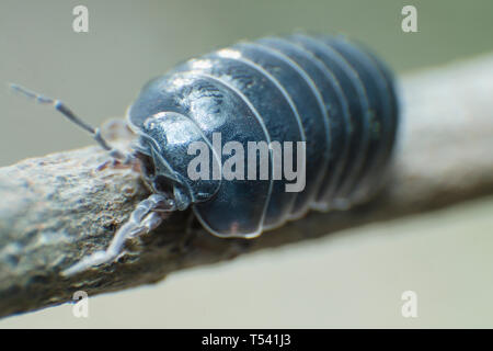 Bug pillola Armadillidium vulgare strisciare sul ramo sfondo grigio vista frontale Foto Stock