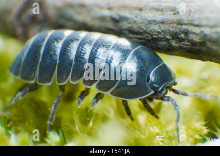 Bug pillola Armadillidium vulgare strisciare su moss sfondo verde vista laterale Foto Stock