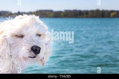 Maltipoo cucciolo di cane a ventoso sul viaggio in barca Foto Stock