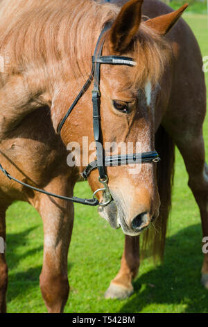 Kent. Regno Unito. Un Cob X Cavallo con briglia sorge in un campo in attesa di andare fuori su un hack Foto Stock