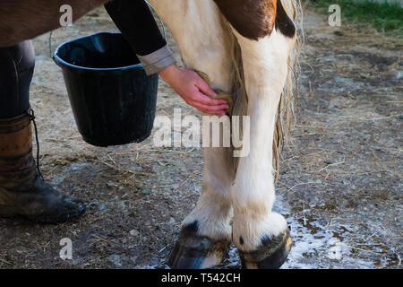 Higham, Kent, Regno Unito. Un cavallo avente le sue gambe lavato in un cantiere stabile dal suo proprietario. Foto Stock