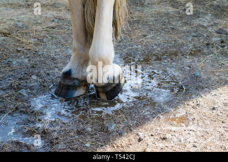 Higham, Kent, Regno Unito. Un cavallo avente le sue gambe lavato in un cantiere stabile dal suo proprietario. Foto Stock