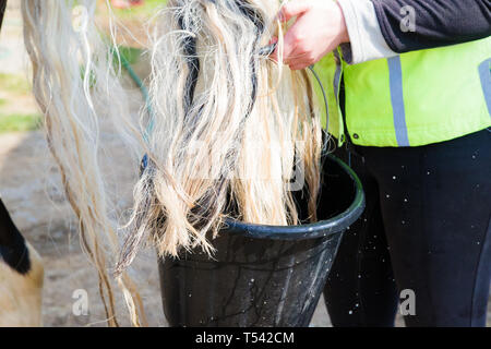 Higham, Kent, Regno Unito. Un cavallo avente la sua coda lavato dal suo proprietario su un cantiere stabile. Foto Stock