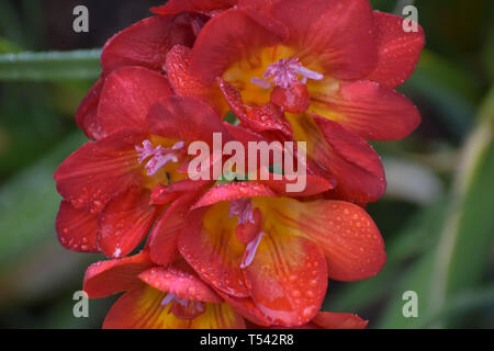 Primo piano del rosso e giallo fiori di fresia fiore bagnato con la goccia di pioggia a molla. Foto Stock