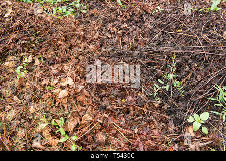 Il marcio fogliame texture di wet caduta foglie sul terreno sporco con erba verde che appare. Concetto di nuovi e freschi e la sostituzione delle vecchie e di marcio. Foto Stock