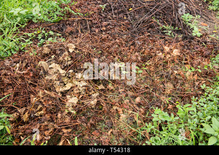 Il marcio fogliame texture di wet caduta foglie sul terreno sporco con erba verde che appare. Concetto di nuovi e freschi e la sostituzione delle vecchie e di marcio. Foto Stock