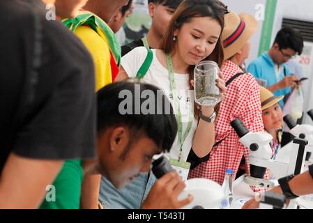 Gli appassionati di Marijuana prendere uno sguardo più da vicino a vari campioni di marijuana. Migliaia di persone scese in primo-mai la cannabis expo in Buriram, Thailandia, 20 aprile 2019. La Tailandia ha recentemente superato la legalizzazione della marijuana medica nel paese. Foto Stock