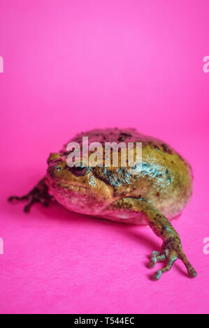 Asian bullfrog noto come chubby rana nella comunità di pet Foto Stock