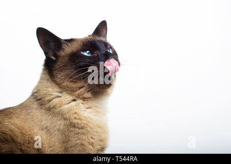 Il gatto bloccato fuori la sua lingua Foto Stock