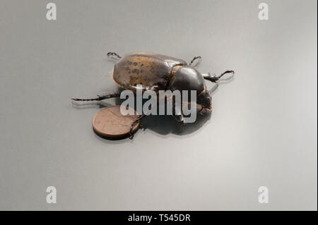 Fotografia macro che mostra il dettaglio di una femmina di Eastern Hercules Beetle accanto a noi un centesimo per la scala. Foto Stock