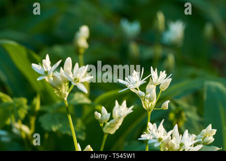 Vista ravvicinata di fiori bianchi di orso aglio o ramson sul prato in foresta con sole. Soleggiata giornata di primavera. Foto Stock